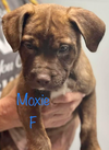 Moxie