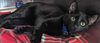 Giblet