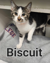 Biscuit