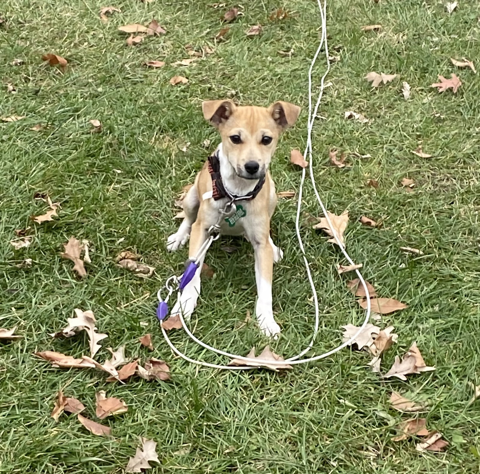 Biscuit dog's Page