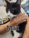 Max