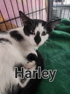 Harley