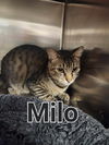 Milo
