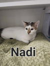 Nadi