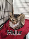 Mujur