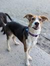 Greyson the dog
