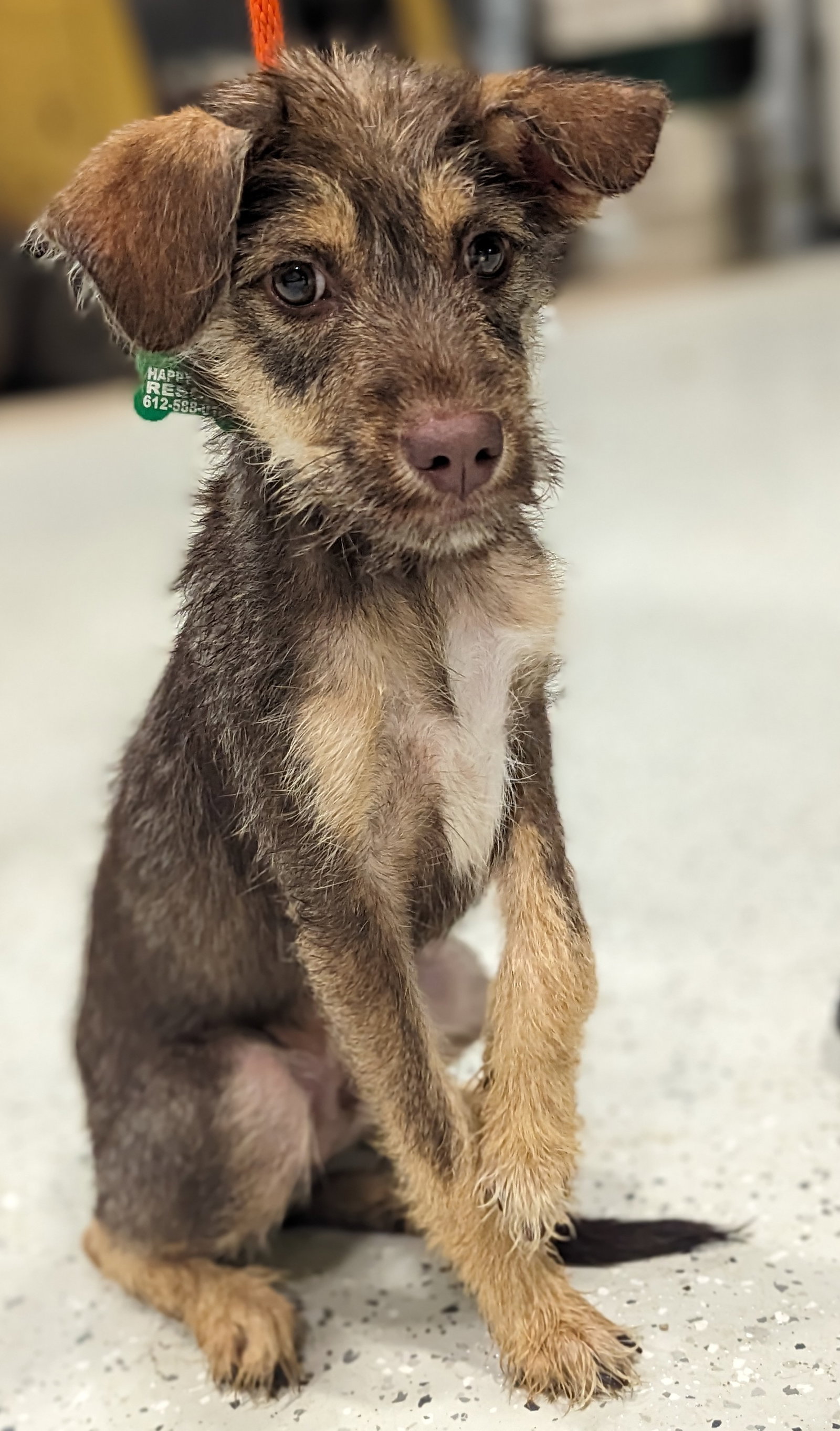 Dog for Adoption - Bailey, a Fox Terrier in Branch, MN | Alpha Paw