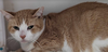 Cat Dog