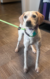 Ivy *Mini lab