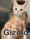 Gizmo
