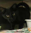 Midnight the cat
