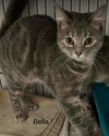 Bella