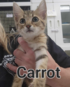 Carrot