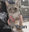 Jelly Bean