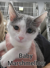 Baby Marshmallow