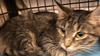 Grey Gizmo