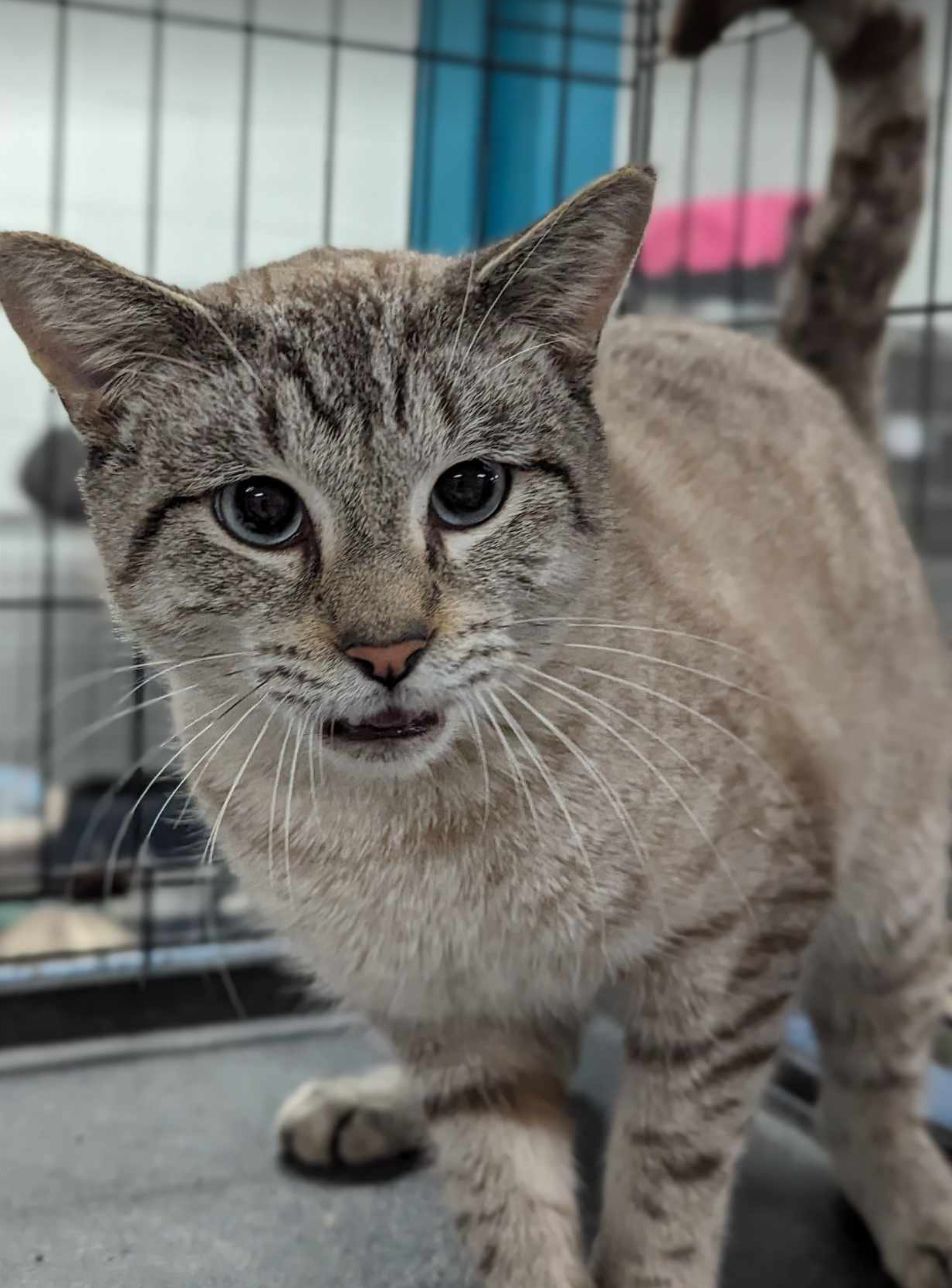 Cats for Adoption in Maple Grove, Minnesota Alpha Paw