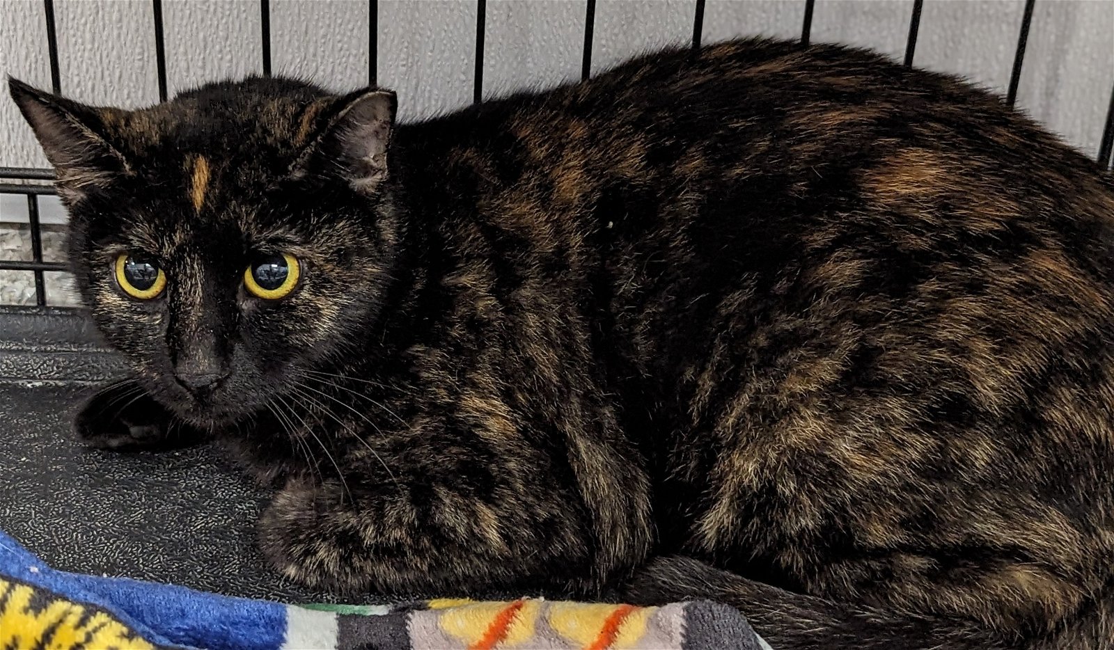 adoptable Cat in Osseo, MN named Peekaboo