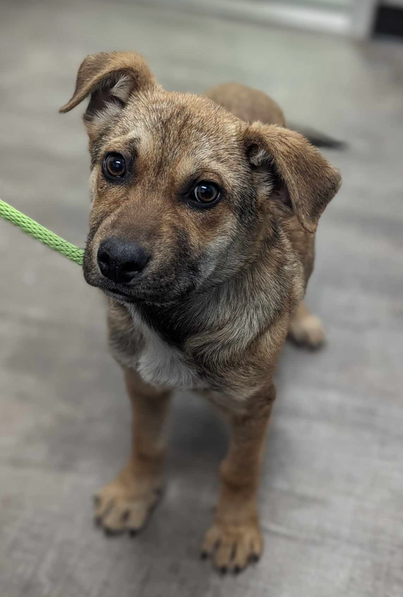 Dog for Adoption - Wilt, a German Shepherd Dog in Stacy, MN | Alpha Paw