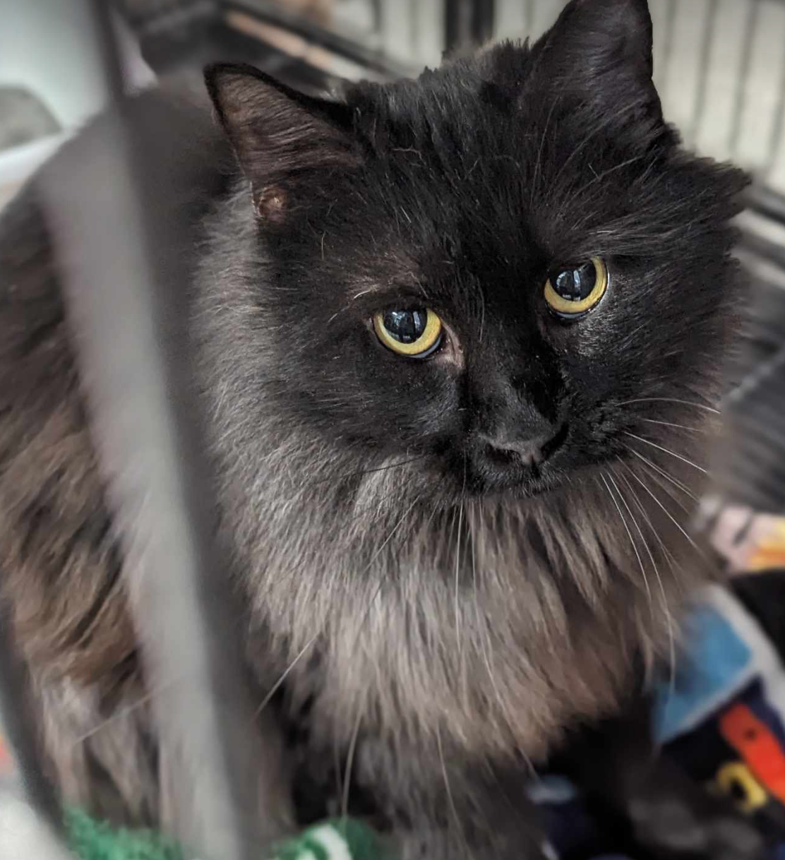 Cats for Adoption in Columbus, Minnesota Alpha Paw