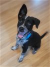 adoptable Dog in osseo, MN named Loonet