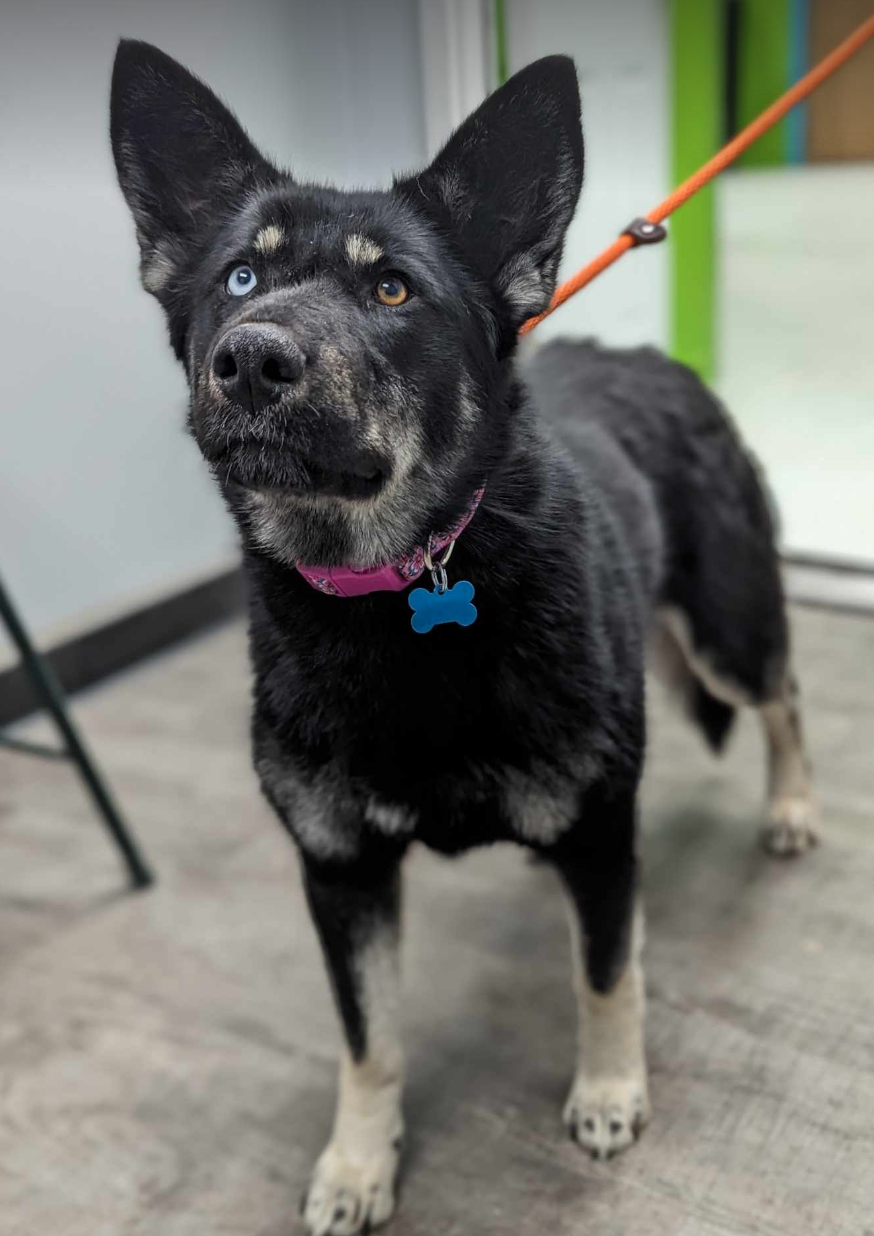 Dog for Adoption Penny, a Shepherd in Roseville, MN Alpha Paw
