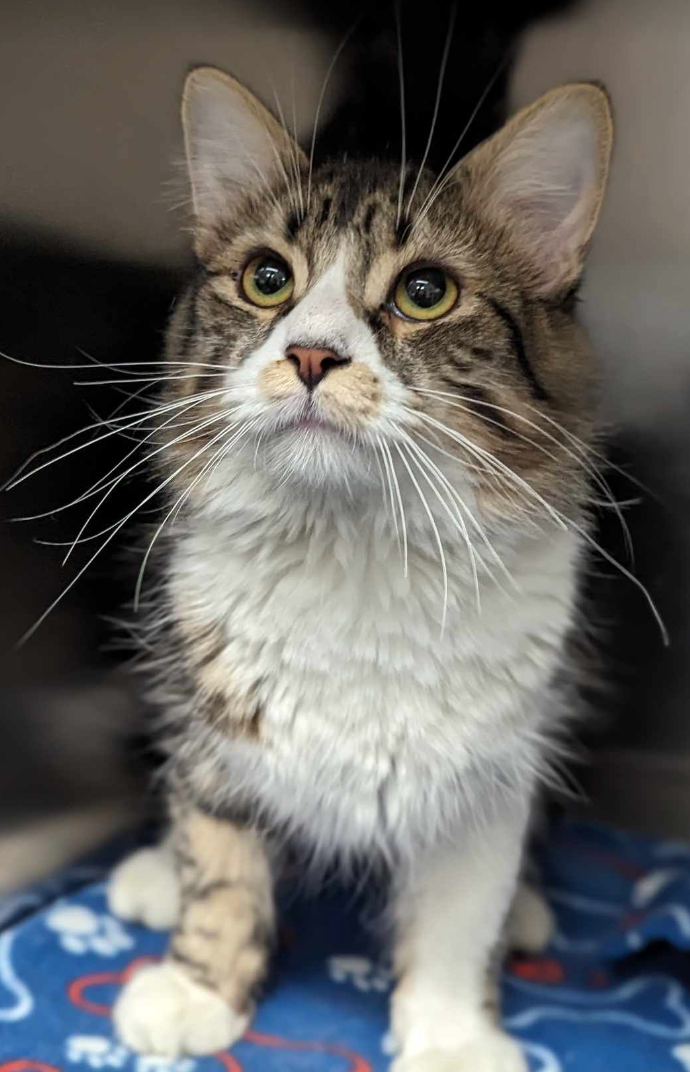 Cats for Adoption in Cologne, Minnesota | Alpha Paw