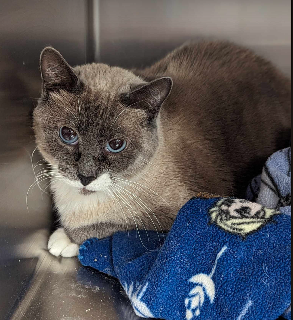 Cats for Adoption in White Bear Lake, Minnesota | Alpha Paw