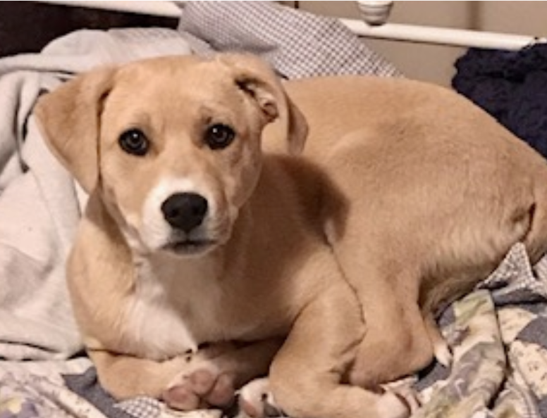 Dog for Adoption - Skye, a Labrador Retriever in Waite Park, MN | Alpha Paw