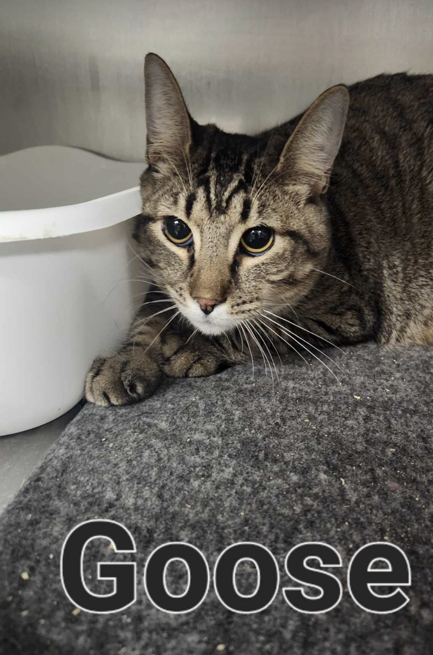 adoptable Cat in Osseo, MN named Goose