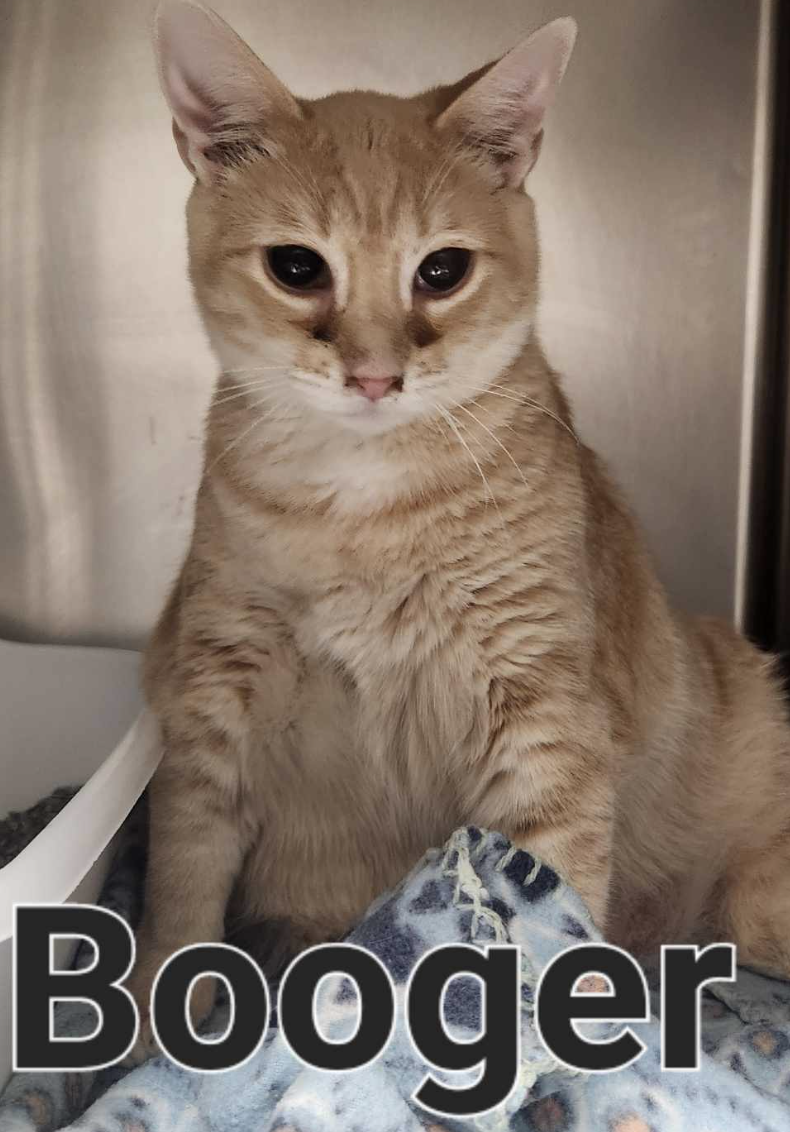 adoptable Cat in Osseo, MN named Booger