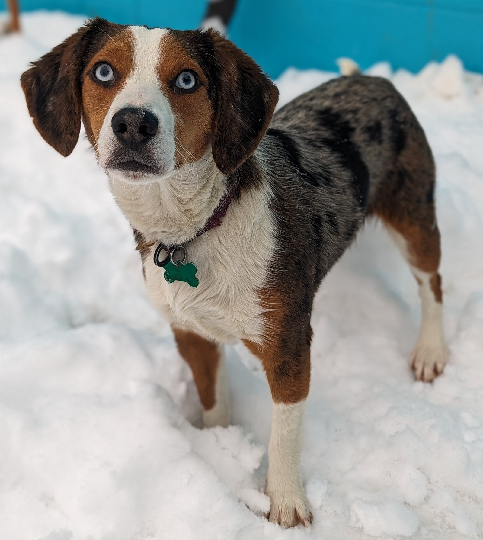 adoptable Dog in Osseo, MN named Barnabas