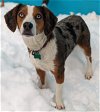 adoptable Dog in , MN named Barnabas