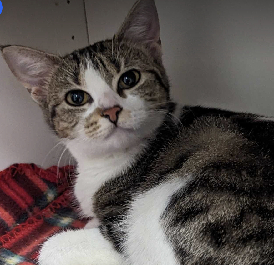 Cats for Adoption in Lino Lakes, Minnesota | Alpha Paw