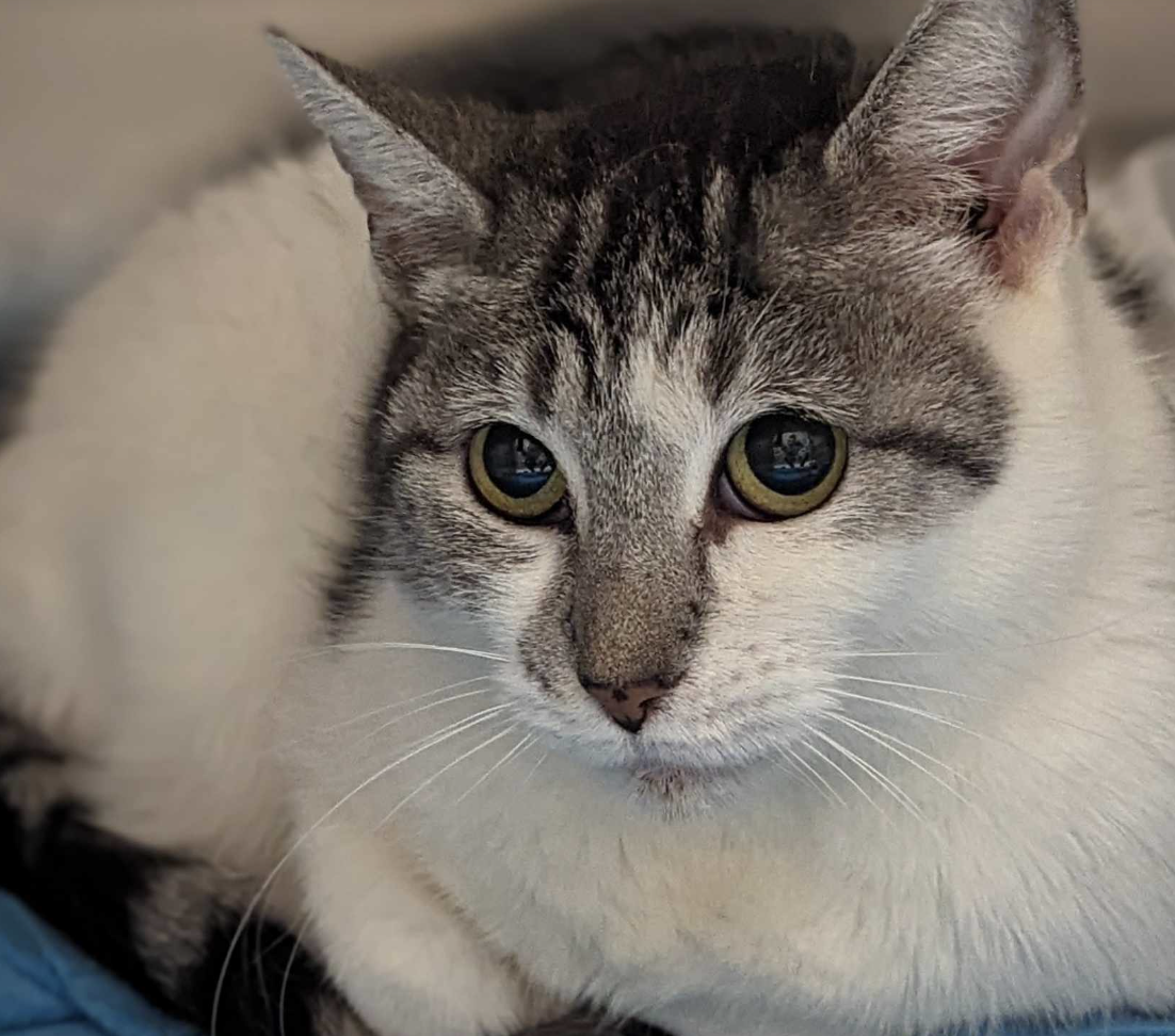 adoptable Cat in Osseo, MN named Joanie