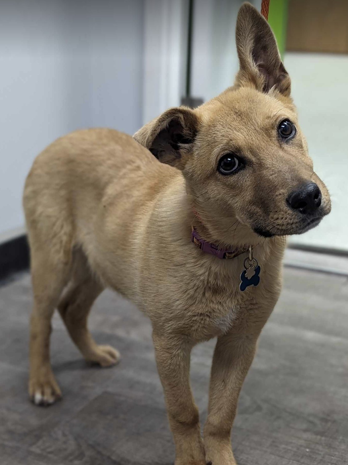 Dog adoption in Osseo, MN 55311: German Shepherd Dog / Labrador ...