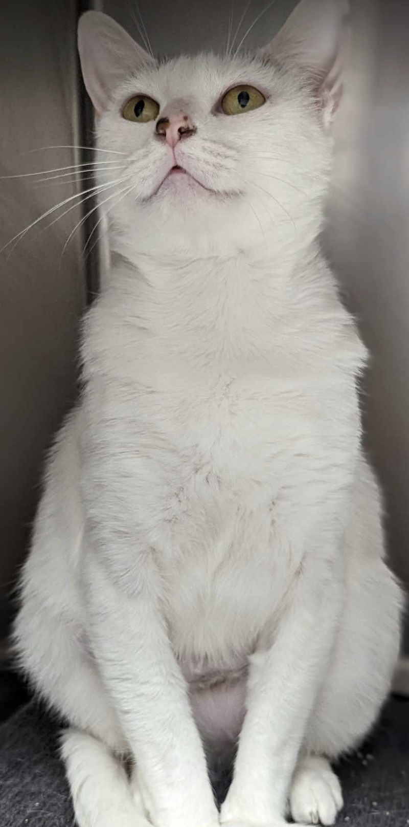 adoptable Cat in Saint Paul, MN named Lily