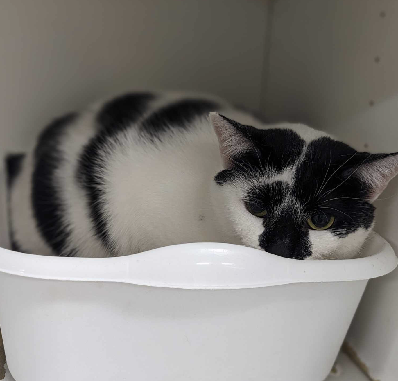 adoptable Cat in Osseo, MN named Pepper-cat