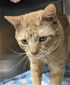 adoptable Cat in osseo, MN named Garfield