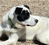 adoptable Dog in osseo, MN named Faber