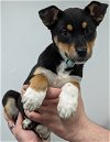 adoptable Dog in osseo, MN named Keno