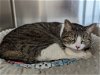 adoptable Cat in osseo, MN named Luna