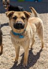 adoptable Dog in osseo, MN named Falcon