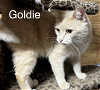 adoptable Cat in  named Goldie