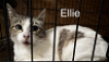 adoptable Cat in  named Ellie