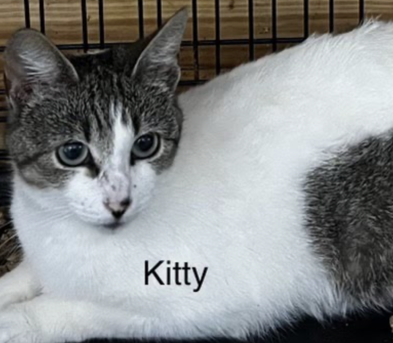 adoptable Cat in Osseo, MN named Kitty