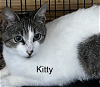 adoptable Cat in osseo, MN named Kitty