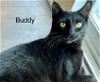 adoptable Cat in  named Buddy