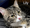 adoptable Cat in  named Tabby Lily