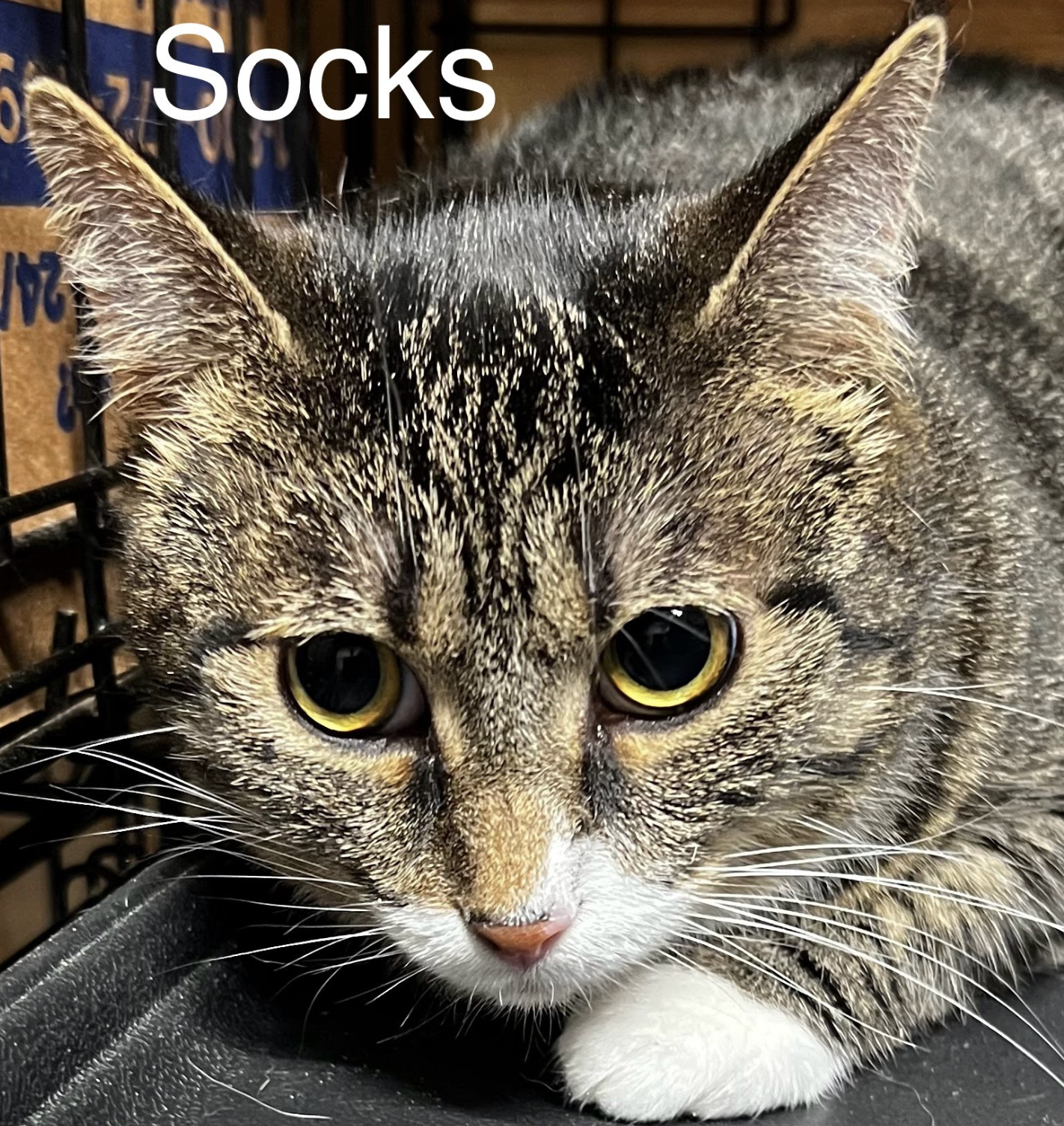 adoptable Cat in Osseo, MN named Socks
